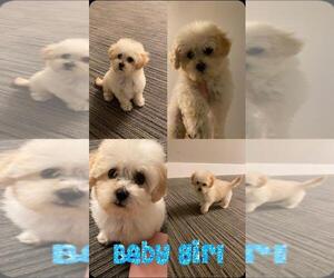 Maltipoo Puppy for sale in CHANDLER, AZ, USA