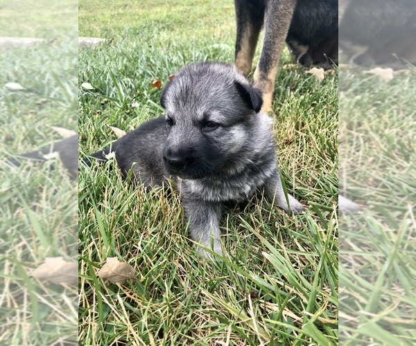 Medium Photo #18 German Shepherd Dog Puppy For Sale in BLMGTN, IN, USA