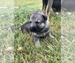 Small Photo #18 German Shepherd Dog Puppy For Sale in BLMGTN, IN, USA
