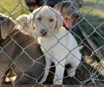 Small Photo #5 Labrador Retriever Puppy For Sale in DU QUOIN, IL, USA