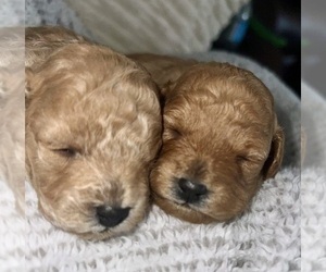 Medium Poodle (Toy)