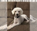 Small #1 Poodle (Miniature)