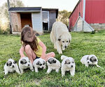 Small Photo #7 Great Pyrenees Puppy For Sale in RUTHER GLEN, VA, USA