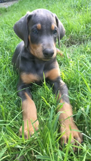 Doberman Pinscher Puppy for sale in LANCASTER, OH, USA