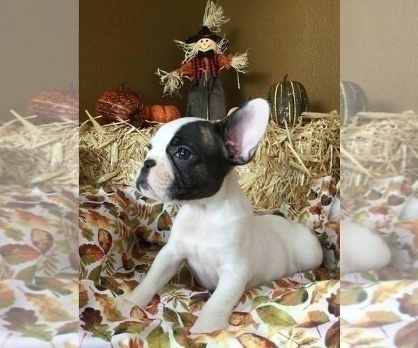 Medium Photo #43 French Bulldog Puppy For Sale in AVON PARK, FL, USA