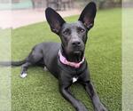 Small Photo #17 Mutt Puppy For Sale in San Diego, CA, USA