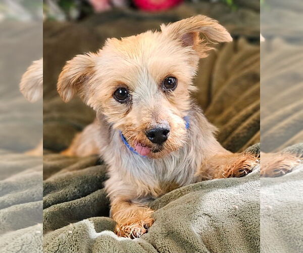 Medium Photo #3 Mutt Puppy For Sale in Bon Carbo, CO, USA