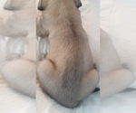 Small Photo #38 Mastiff Puppy For Sale in FULTON, NY, USA