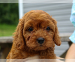 Small #4 Cavalier King Charles Spaniel-Poodle (Toy) Mix