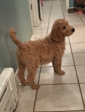 Medium Photo #5 Goldendoodle Puppy For Sale in BRONX, NY, USA