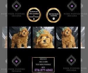 Poodle (Toy) Puppy for sale in WARSAW, IN, USA