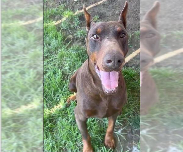 Medium Photo #2 Doberman Pinscher Puppy For Sale in Riverside, CA, USA