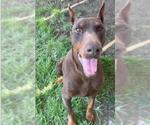 Small #1 Doberman Pinscher