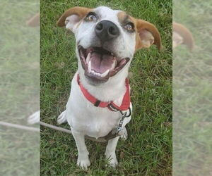 Boochie TX - Female Mutt Dog for Adoption - Photo #2
