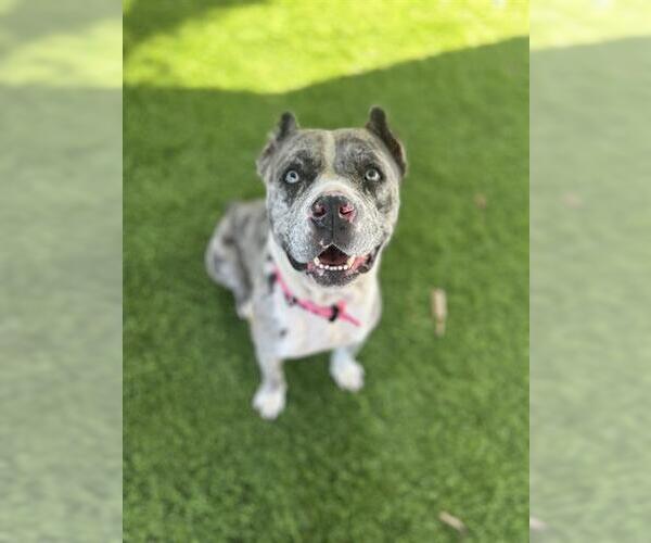 Medium Photo #1 Catahoula Leopard Dog-Unknown Mix Puppy For Sale in Chula Vista, CA, USA