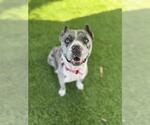 Small Catahoula Leopard Dog Mix