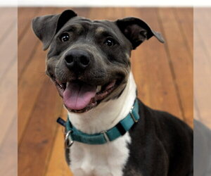 Gayle - Female Mutt Dog for Adoption - Photo #17