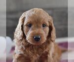 Small Photo #3 Miniature Labradoodle Puppy For Sale in MILL HALL, PA, USA