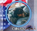 Small Photo #4 Dachshund-Unknown Mix Puppy For Sale in San Antonio, TX, USA