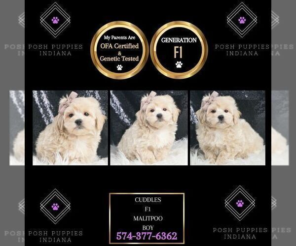 Medium Photo #1 Maltipoo Puppy For Sale in WARSAW, IN, USA
