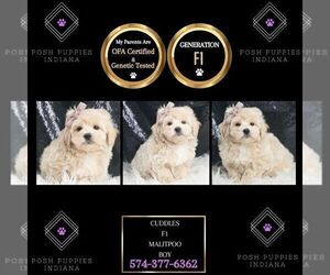 Medium Maltipoo