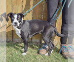 Small #4 Border Collie Mix