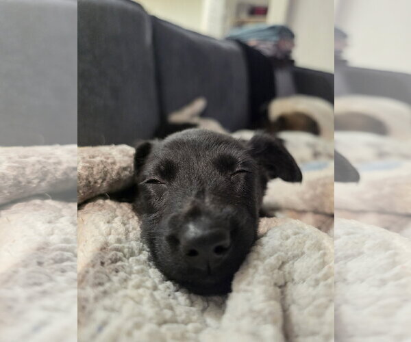Medium Photo #4 Labrador Retriever-Unknown Mix Puppy For Sale in The Woodlands, TX, USA