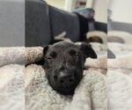 Small #3 Labrador Retriever Mix