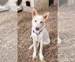 Mutt Dogs for adoption in Paso Robles, CA, USA