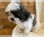 Small Photo #7 Maltipoo Puppy For Sale in LITHIA, FL, USA