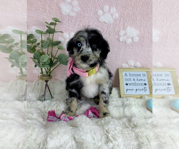 Medium Photo #3 Bernedoodle (Miniature) Puppy For Sale in NOBLESVILLE, IN, USA