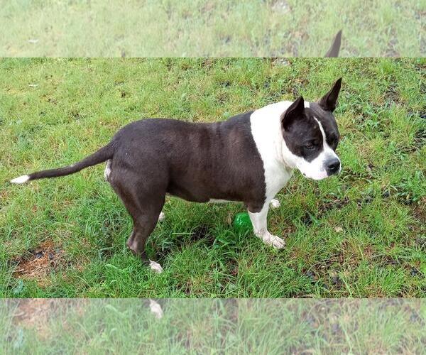 Medium Photo #2 English Boston Bulldog Puppy For Sale in Cabool, MO, USA