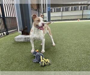 American Pit Bull Terrier-Unknown Mix Dogs for adoption in Waco, TX, USA