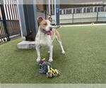 Small American Pit Bull Terrier Mix