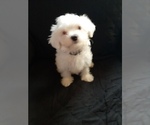 Puppy 6 Maltese