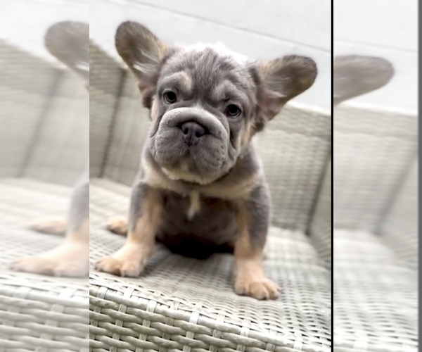 Medium Photo #17 French Bulldog Puppy For Sale in EMPIRE STATE, NY, USA