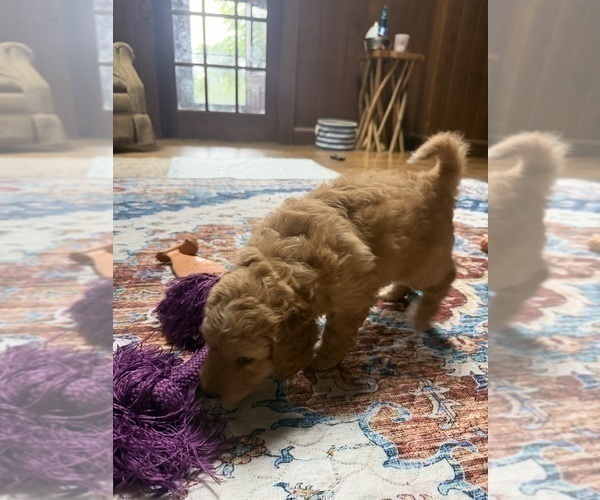 Medium Photo #9 Aussiedoodle Puppy For Sale in ASHEVILLE, NC, USA