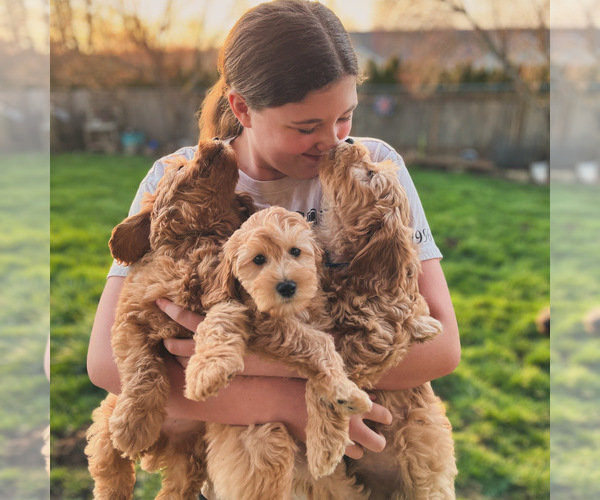 Medium Photo #11 Australian Labradoodle Puppy For Sale in BRUSH PRAIRIE, WA, USA