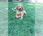 Small Photo #1 Irish Doodle Puppy For Sale in NAMPA, ID, USA