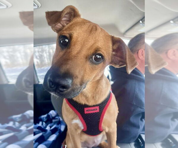 Medium Photo #5 Mountain Cur-Unknown Mix Puppy For Sale in Mount Laurel, NJ, USA