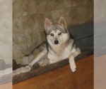 Small Photo #1 Alaskan Klee Kai-Siberian Husky Mix Puppy For Sale in BANDON, OR, USA