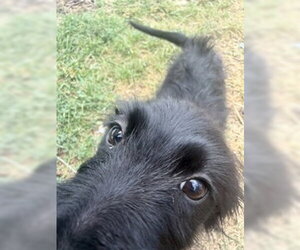Poodle (Standard)-Unknown Mix Dogs for adoption in Sandy, UT, USA