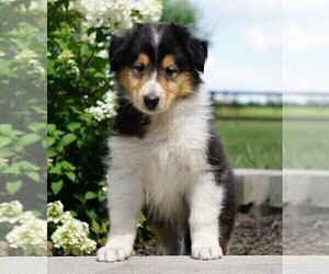 Collie Puppy for sale in FREDERICKSBG, OH, USA