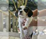 Small #1 Cavalier King Charles Spaniel Mix