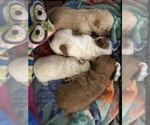 Small Photo #2 Coton de Tulear Puppy For Sale in YELM, WA, USA