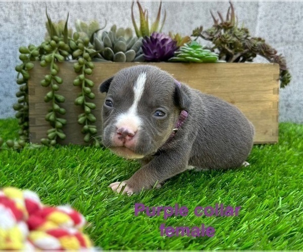Medium Photo #3 American Bully Puppy For Sale in BAKERSFIELD, CA, USA