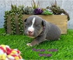Small #2 American Bully