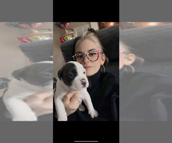 Medium Photo #4 America Bandogge Mastiff-Cane Corso Mix Puppy For Sale in WICHITA, KS, USA