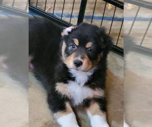 Medium Australian Shepherd