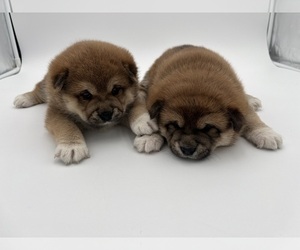 Shiba Inu Puppy for Sale in SAINT DAVID, Arizona USA